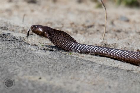 Cape Cobra - Wildlife Den - South African And Australian Wildlife ...