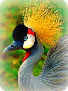 Uganda Bird Guides