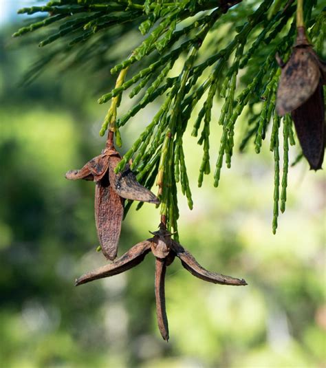 Calocedrus decurrens (incense-cedar) description