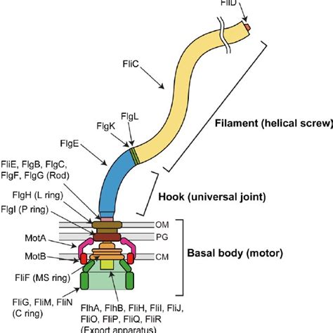 (PDF) Structure and Function of the Bi-Directional Bacterial Flagellar ...