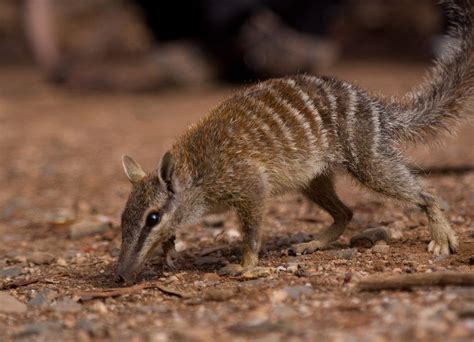 The Numbat stays out at the same time to feed. Description from ...