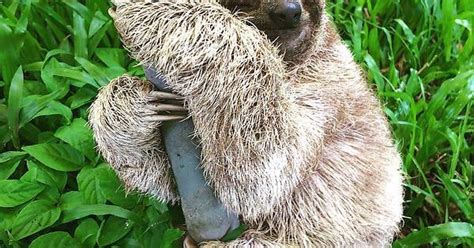 It's Earth Day--hug a tree! : sloths