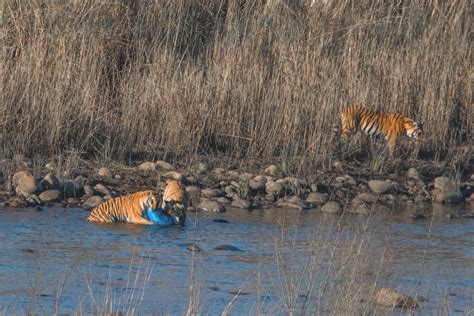 Gallery | Conservation India