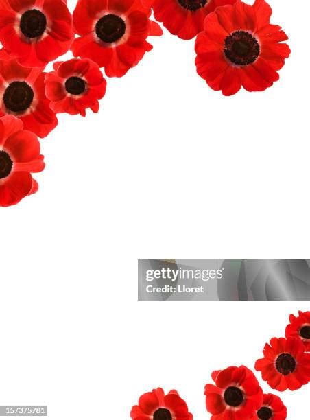 684 Poppy Border Stock Photos, High-Res Pictures, and Images - Getty Images