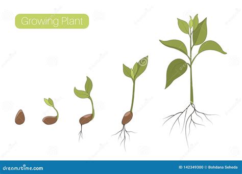 Plant Growth Phases Stages Flat Vector Illustration. Evolution ...