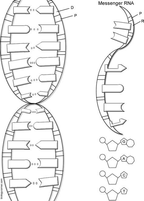 Free Printable Dna Worksheets