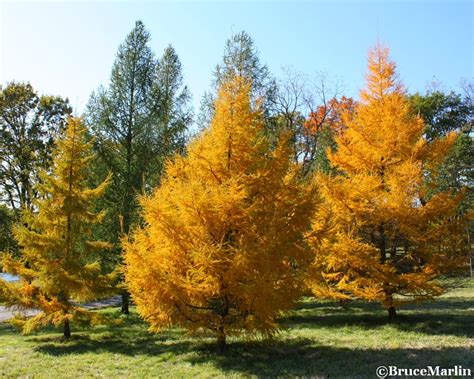 Golden Larch - North American Insects & Spiders