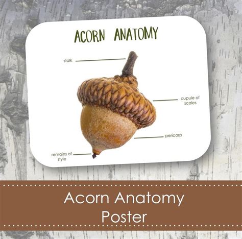 Acorn Anatomy Poster – Tanglewood Hollow | Acorn, Anatomy, Mushroom ...