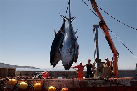 Largest Tuna Ever Caught