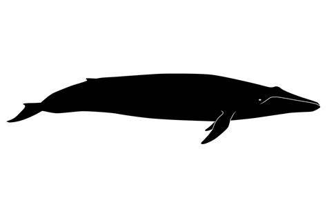 Blue Whale Silhouette Graphic by iDrawSilhouettes · Creative Fabrica