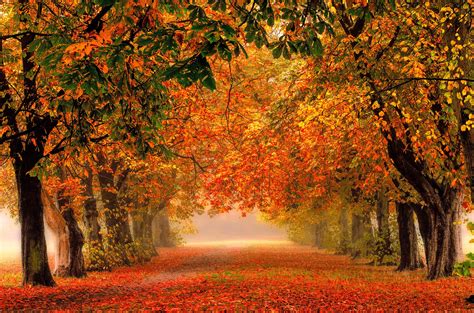 Autumn Forest Path Wallpapers - Wallpaper Cave