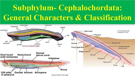 Cephalochordata | General Characters of cephalochordata ...