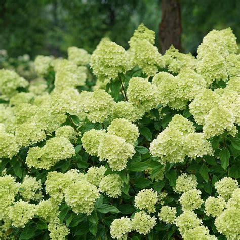 Little Lime Hydrangea | wholesale liners - Spring Meadow Nursery