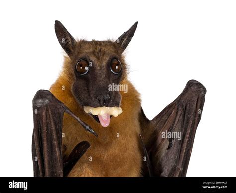 Haed shot of Young adult flying fox, fruit bat aka Megabat of ...