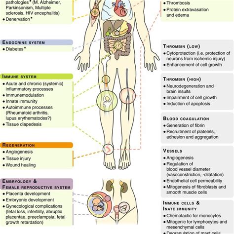 Thrombin and thrombin functions in development, physiology, and ...