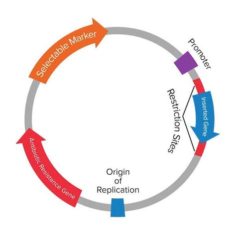 Plasmids 101: Origin of Replication