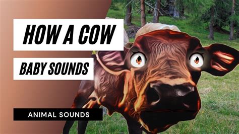 How A Cow Baby Sounds - the animal sounds: how cow moo / sound effect ...