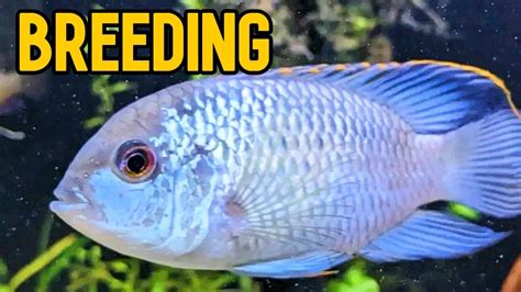 Breeding Electric Blue Acara - YouTube