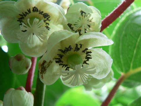 Growing Hardy Kiwi Vine In The Garden | Hardy kiwi, Kiwi vine, Kiwi growing