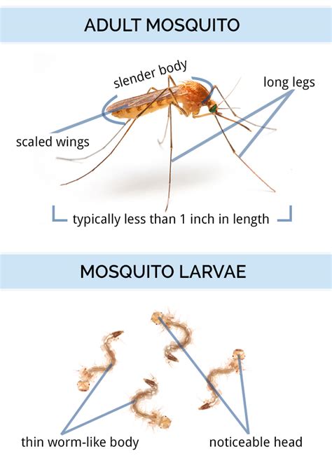 Mosquito Pupa Anatomy