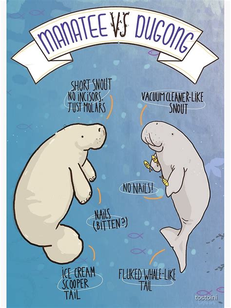 Dugong Vs Manatee Vs Sea Cow