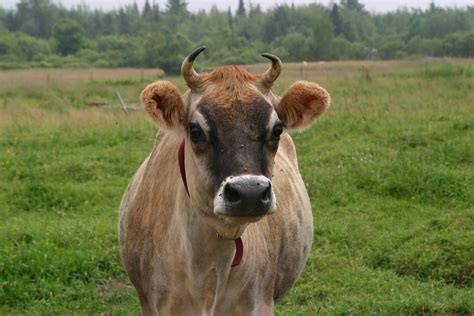 The Pet Directory: Jersey Cows, Calves, Bulls, Steers - Rare in Australia