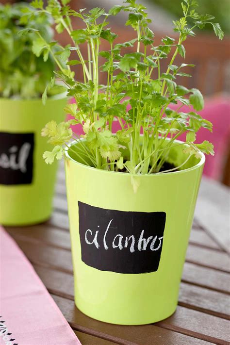 How to Grow Cilantro Indoors