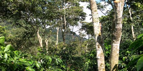 Ecological Benefits of Shade-grown Coffee | Smithsonian's National Zoo ...