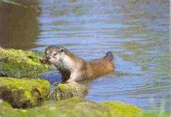 Northern River Otters - Habitat