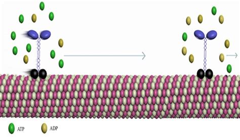 ATP and ADP Concentration in Kinesin-1 Regulation | Download Scientific ...