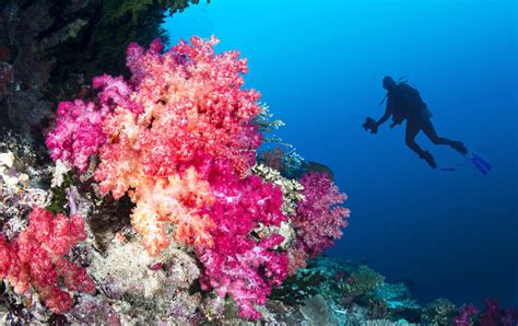 The World’s Best Coral Reefs to Dive While You Can