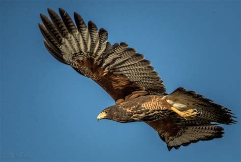 Feather Tailed Stories: Three Harris's Hawks