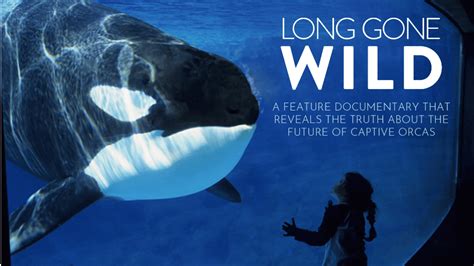 New ‘Blackfish’ Documentary Explores Shocking Reality of Whale Captivity