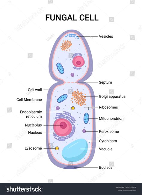 Fungal Cell Diagram