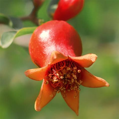 Dwarf Pomegranate Tree | Plant Addicts