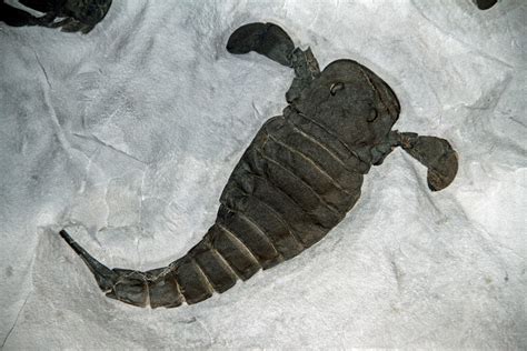 Written In Stone...seen through my lens: The Eurypterid "Eurypterus ...