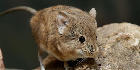 Short-eared elephant shrew | Smithsonian's National Zoo and ...