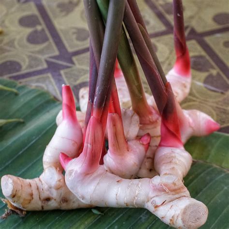 ORGANIC GALANGAL Root Powder Alpinia galanga 100% Natural | Etsy