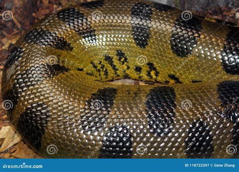 Skin Texture of Green Anaconda, Snake Editorial Photography - Image of ...