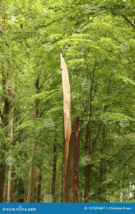 Broken Tree Hit by a Lightning Stock Image - Image of shadow, pine ...