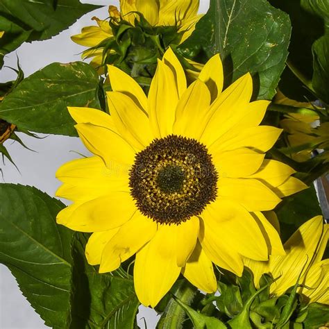 Baby Yellow Flowers in Large Yellow Flower Stock Image - Image of ...