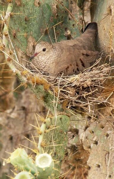 Common Ground Dove On nest in cactus, Texas, USA Our beautiful Wall Art ...