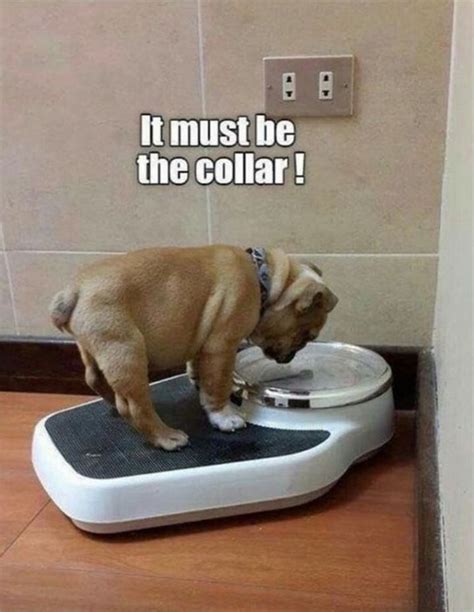 101 Lovable Pug Memes That Are Too Puggin' Cute