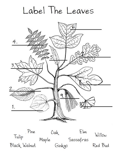 Parts Of A Leaf Worksheet