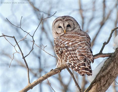 Barred Owl by Karen von Knobloch | 500px | Barred owl, Owl, Owl feather