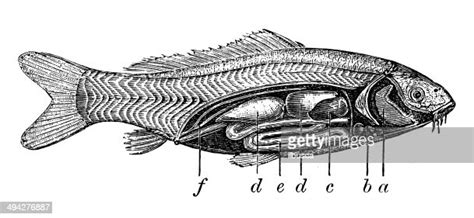 Antique Illustration Of Internal Anatomy Of The Carp High-Res Vector ...