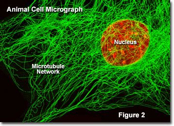 Molecular Expressions Cell Biology: Microtubules