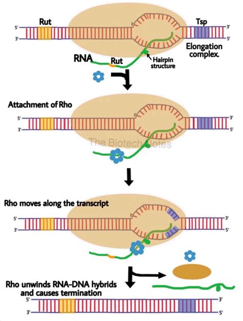 Transcription in Prokaryotes. – The Biotech Notes