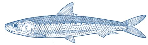 Australian Sardines - GoodFish Australia's Sustainable Seafood Guide