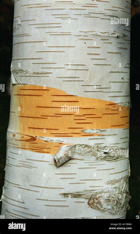 silver birch tree bark paper like Stock Photo - Alamy